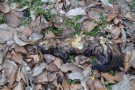 dihor mort in padurea Fantanele