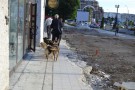 maidanezi Bacau