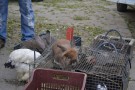 In targul de animale din centrul Bacaului (11)