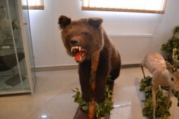 Muzeul Paul Taralunga-urs (7)